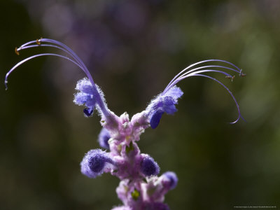 Trichostema Lanatum, Flower And Buds, Usa by Bob Gibbons Pricing Limited Edition Print image