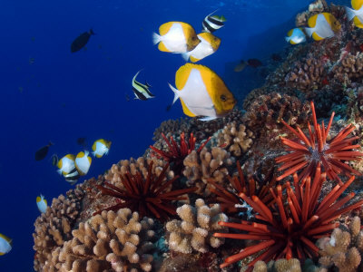 Slate Pencil Sea Urchins, With Fish, Hawaii by David B. Fleetham Pricing Limited Edition Print image