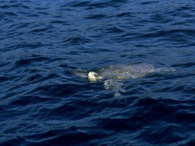 Pacific Ridley Sea Turtle, Swimming, Mexico by Patricio Robles Gil Pricing Limited Edition Print image