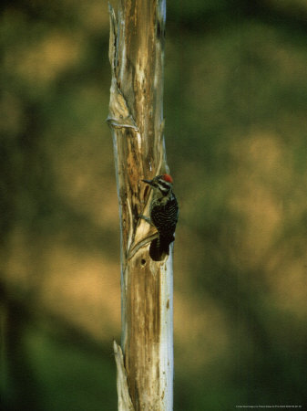 Ladder-Backed Woodpecker On Tree Trunk, Mexico by Patricio Robles Gil Pricing Limited Edition Print image