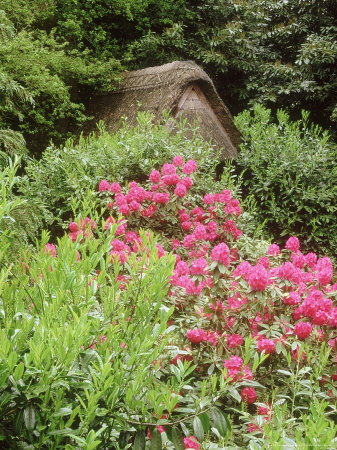 Roof Of Thatched Builing Showing Through Lush Growth Of Rhododendrons by Mark Bolton Pricing Limited Edition Print image