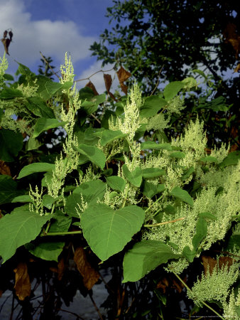 Japanese Knotweed, Reynoutria Japonica by Geoff Kidd Pricing Limited Edition Print image