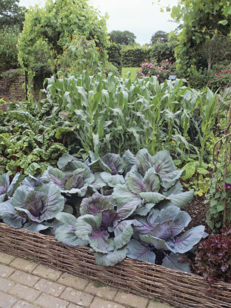 Potager Garden, Devon, Uk by Geoff Kidd Pricing Limited Edition Print image