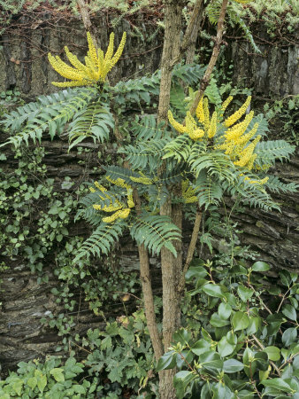 Chinese Hollygrape, Mahonia Lomariifolia by Geoff Kidd Pricing Limited Edition Print image