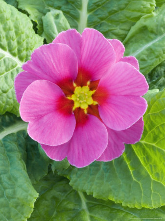 Primula, Polyanthus Group by Geoff Kidd Pricing Limited Edition Print image