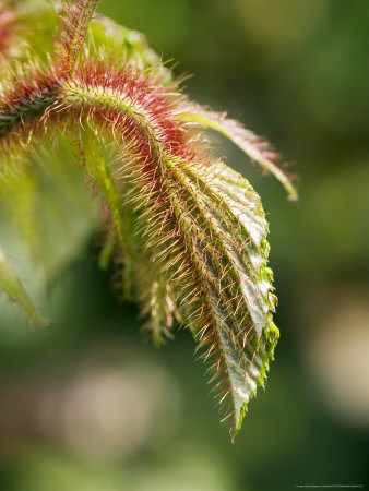 Rubus Tricolor, Young Shoot by Geoff Kidd Pricing Limited Edition Print image