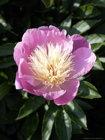 Paeonia Bowl Of Beauty by Geoff Kidd Pricing Limited Edition Print image