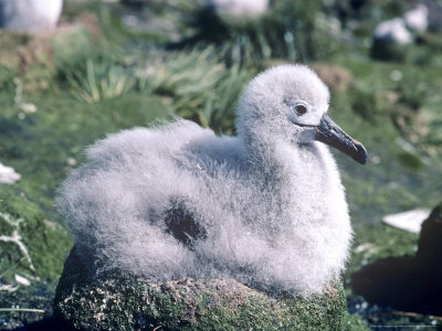 Grey Headed Albatross, Chick, South Georgia by Ben Osborne Pricing Limited Edition Print image
