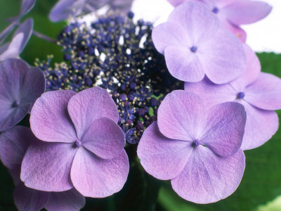 Close-Up Of Hydrangea by Rex Butcher Pricing Limited Edition Print image