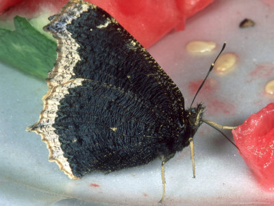 Mourning Cloak, Feeding by Robert Parks Pricing Limited Edition Print image