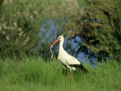 White Stork, Greece by Carlos Sanchez Alonso Pricing Limited Edition Print image