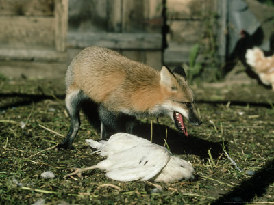 Red Fox, Feeding On Chicken In Chicken Coop by Alan And Sandy Carey Pricing Limited Edition Print image