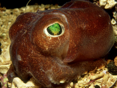 Cuttlefish, Loch Carron, Scotland by Sue Scott Pricing Limited Edition Print image