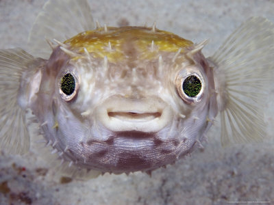 Spotted Porcupinefish, Immature, Malaysia by David B. Fleetham Pricing Limited Edition Print image