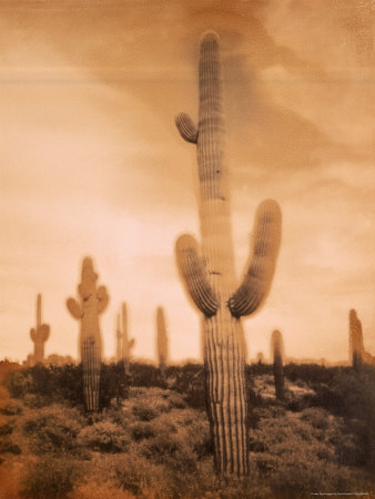 Cacti by David Bassett Pricing Limited Edition Print image