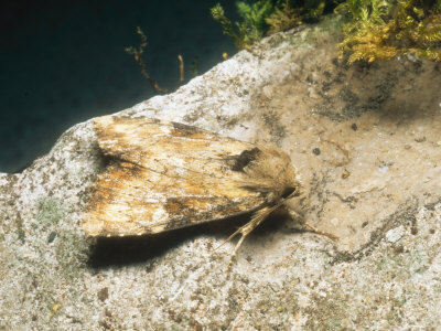 Slender Brindle Moth, Imago, Wollaton Park, Uk by David Fox Pricing Limited Edition Print image