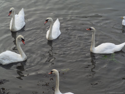 Ireland, Kinsale, Swans by Keith Levit Pricing Limited Edition Print image