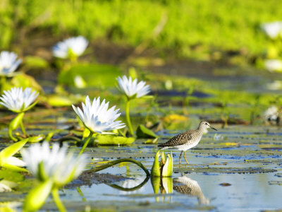 Wood Sandpiper In Wetland With Blue Water Lilies, Northern Tuli Game Reserve, Botswana by Roger De La Harpe Pricing Limited Edition Print image