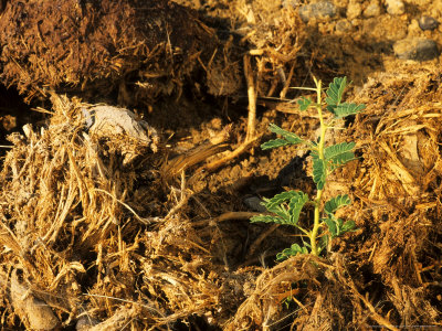 Acacia Seedlings, Sprouting In Elephant Dung From Seeds Ingested, Purros, Namibia by Roger De La Harpe Pricing Limited Edition Print image