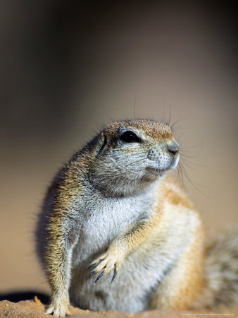 Ground Squirrel, Kgalagadi Transfrontier Park, South Africa by Roger De La Harpe Pricing Limited Edition Print image