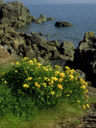 Birdsfoot Trefoil, South Devon by Kidd Geoff Pricing Limited Edition Print image