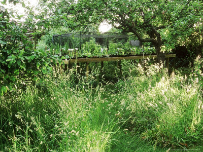 Plants For Sale On Long Table Under Trees In Orchard, Wildflowers, Snape Cottage, Dorset by Mark Bolton Pricing Limited Edition Print image