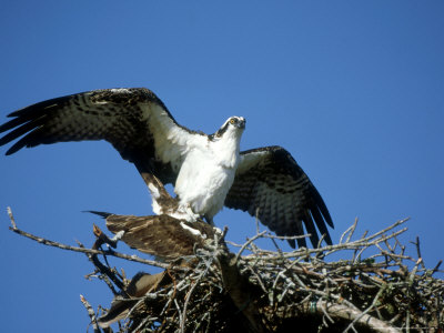 Osprey, Male And Female Mating, Florida by Brian Kenney Pricing Limited Edition Print image