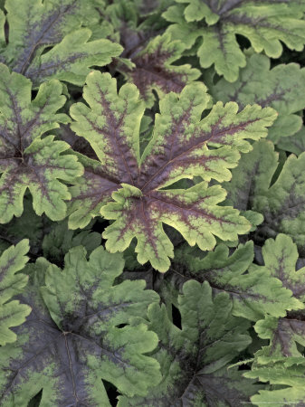 Tiarella, Leaves by Kidd Geoff Pricing Limited Edition Print image