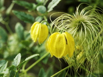 Clematis Tangutica by Linda Burgess Pricing Limited Edition Print image