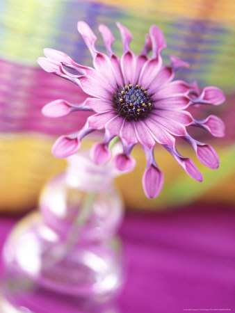 Summer Flowers, Osteospermum Pink Whirls In Vase Chequered Background by Linda Burgess Pricing Limited Edition Print image