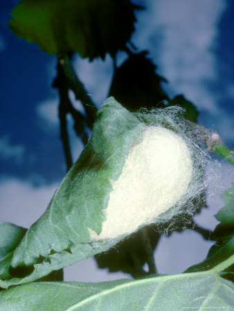 Silk Moth, Cocoon by Oxford Scientific Pricing Limited Edition Print image