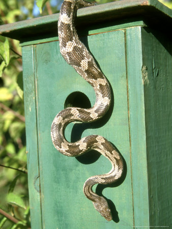 Grey Rat Snake, After Eating Bluebirds Egg by James H. Robinson Pricing Limited Edition Print image