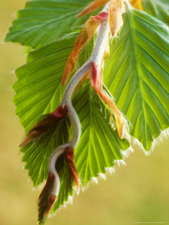 Beech, Spring by David Boag Pricing Limited Edition Print image