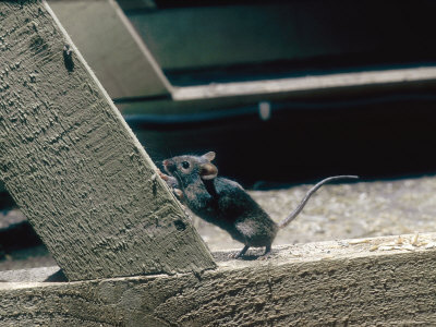 House Mouse In Roof Space by Tony Bomford Pricing Limited Edition Print image