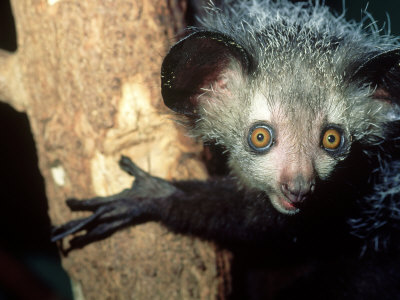 Aye-Aye, Daubentonia Madagascariensis Range-Madagascar by Alan And Sandy Carey Pricing Limited Edition Print image