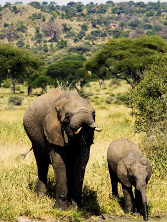 Elephants, Adult And Calf Drinking, Tanzania by Ariadne Van Zandbergen Pricing Limited Edition Print image