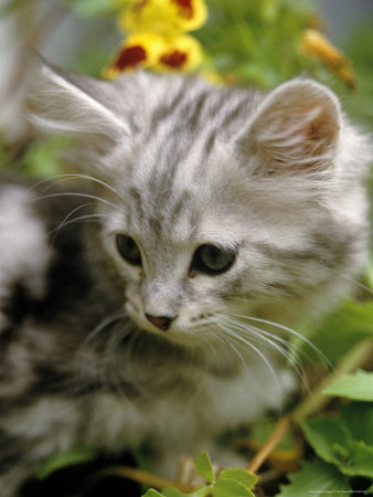 Grey Striped Kitten In Garden by Bill Whelan Pricing Limited Edition Print image