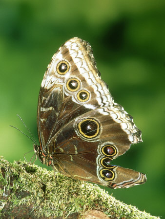 Morpho Butterfly, Torn Wing, Costa Rica by Michael Fogden Pricing Limited Edition Print image