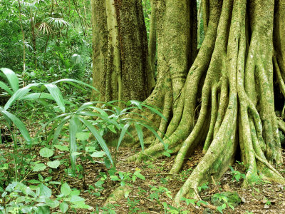 Fig Tree In Tropical Rainforest, Mexico by Patricio Robles Gil Pricing Limited Edition Print image