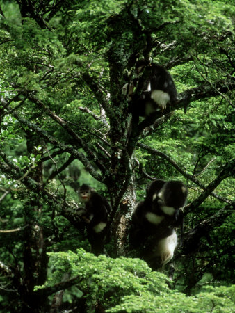 Yunnan Golden Monkey, Group In Tree, China by Patricio Robles Gil Pricing Limited Edition Print image