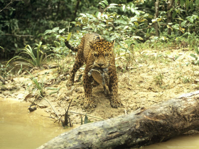 Jaguar, With Turtle Kill, Brazil by Nick Gordon Pricing Limited Edition Print image
