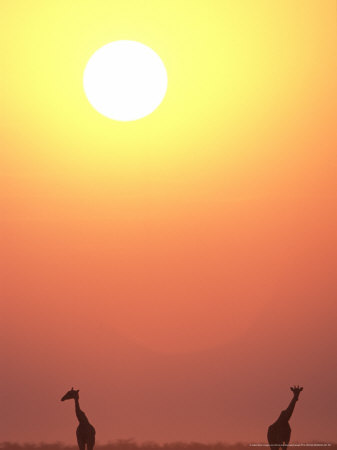 Giraffe, Pair At Sunset, Namibia by Chris And Monique Fallows Pricing Limited Edition Print image