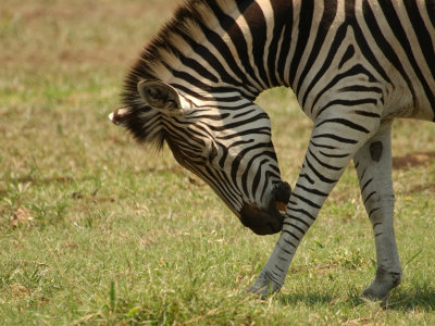 Zebra At Kruger National Park, South Africa by Keith Levit Pricing Limited Edition Print image