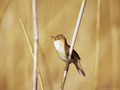 Reed Warbler In Song, Spring Uk by David Tipling Pricing Limited Edition Print image