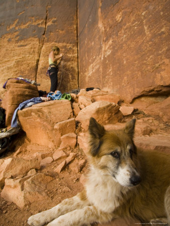 Pet Dog Scout At The Base Of Supercrack Buttress, Utah by Mike Tittel Pricing Limited Edition Print image