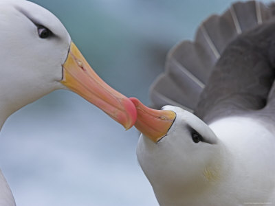Black-Browed Albatross Courtship Ritual by Andy Rouse Pricing Limited Edition Print image