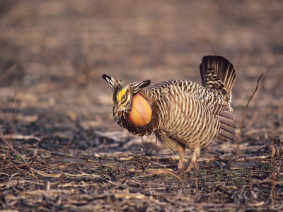 Greater Prarie Chicken, Male Displaying by Tom Ulrich Pricing Limited Edition Print image