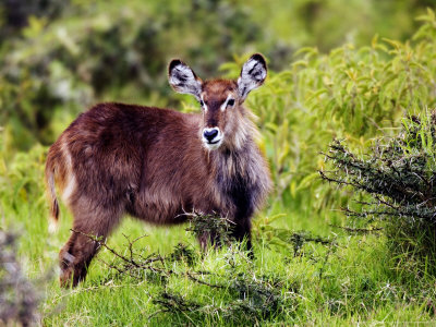 Common Waterbuck, Young, Tanzania by Ariadne Van Zandbergen Pricing Limited Edition Print image