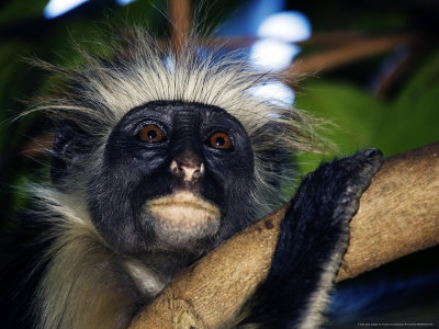 Kirks Red Colobus Monkey, Portrait Of Monkey In Tree, Zanzibar by Ariadne Van Zandbergen Pricing Limited Edition Print image