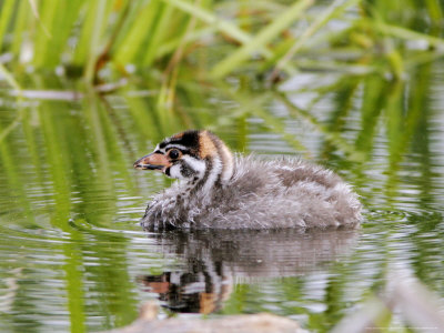 Pied-Billed Grebe, Chick, Quebec, Canada by Robert Servranckx Pricing Limited Edition Print image